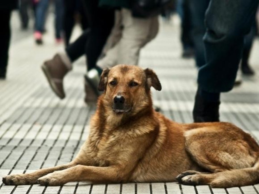 Neuquén tiene su primera plaza para perros