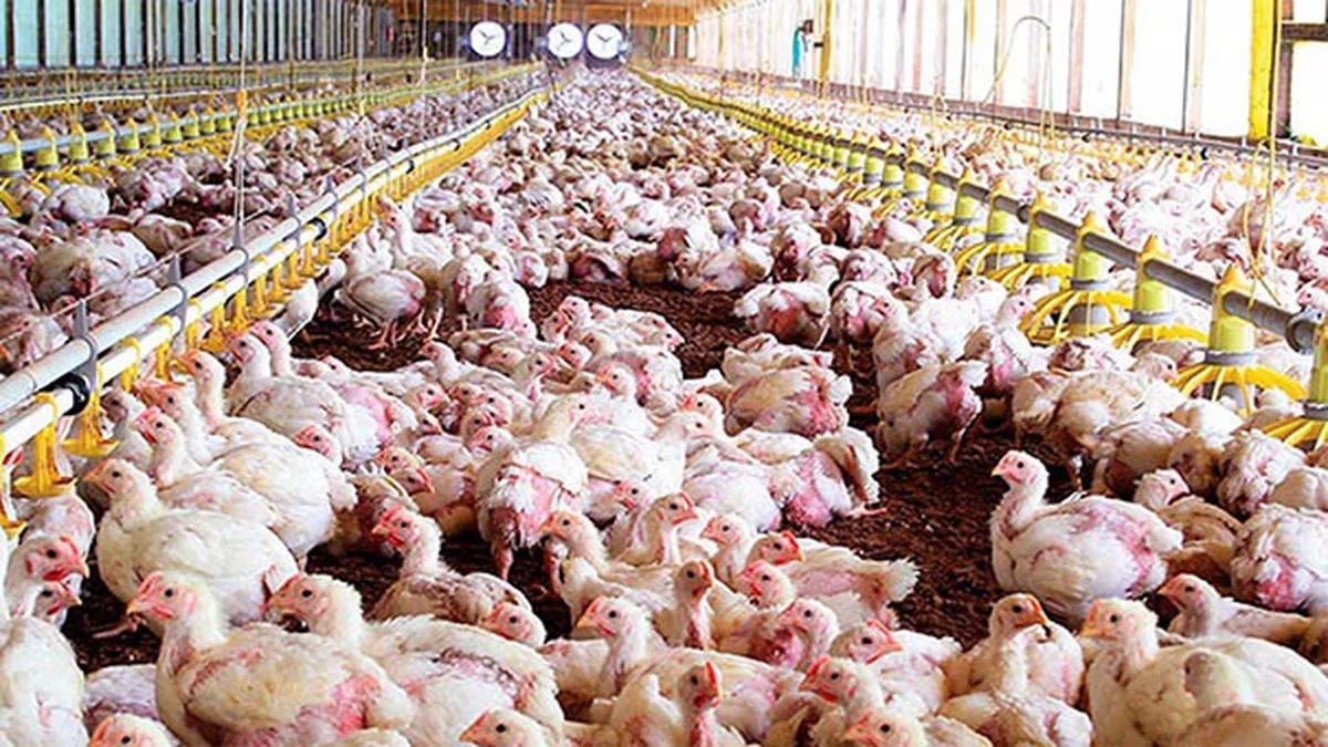 Caso positivo de gripe aviar en la ciudad thumbnail