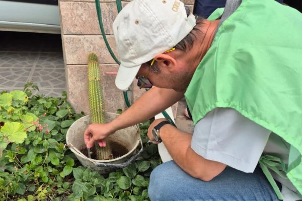 Dengue: realizaron control de foco por una ovitrampa positiva en Centenario